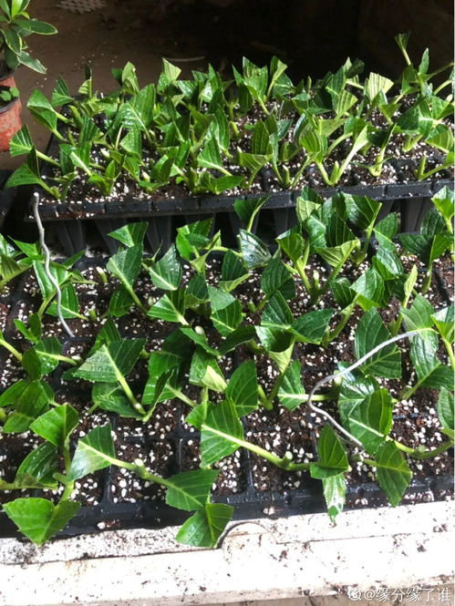 含羞草剪下来的枝能插活吗 含羞草长太高了怎么修剪