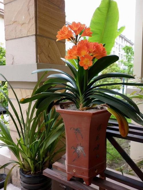 君子兰什么生肖不能养 君子兰什么属相养好