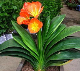 君子兰养几个最吉利 君子兰为什么养一对