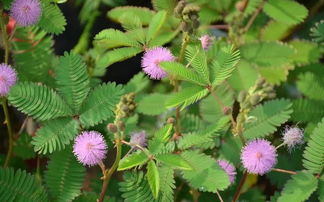 含羞草长期室内养人会中毒吗 碰了含羞草要洗手吗