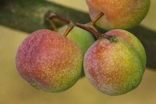 含糖量最高的李子品种 最好吃李子品种