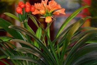 君子兰怎样浇水是正确的 君子兰最怕三种水