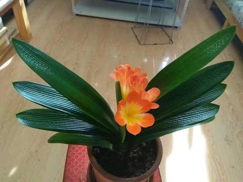 君子兰喷水好还是浇水好 君子兰夏天叶片可以喷水吗