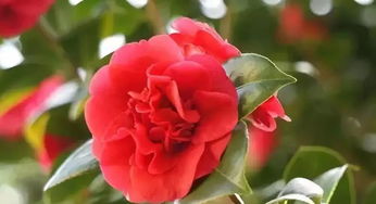哈尔滨市市花 长春市市花