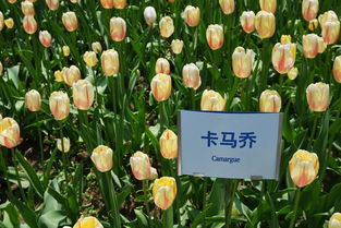 哈尔滨植物园景点介绍 哈尔滨一日游8大景点