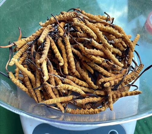 哪些人不适合吃虫草 吃虫草5大禁忌
