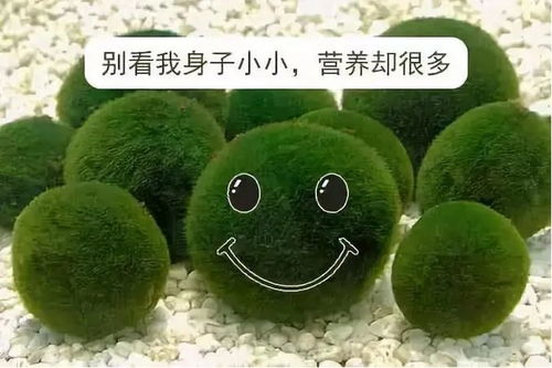 哪些人不适合吃小球藻 吃小球藻对肝有害真的吗