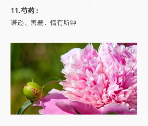 哪个花的花语是做自己 选一种花代表自己