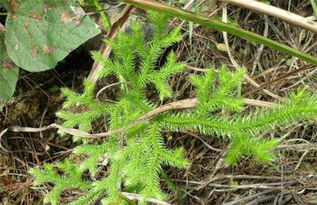 哪些人不能吃伸筋草 伸筋草的正确吃法