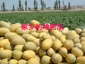 哈密瓜产地在哪几个省 甘肃最大的哈密瓜产地