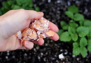 哪些植物不能放鸡蛋壳 鸡蛋壳种花大忌