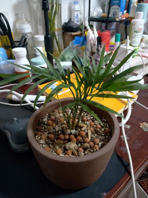 喜阴好养的室内植物 最耐阴的十大室内植物