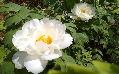 喜欢牡丹花的理由 人们喜欢牡丹的原因有哪些