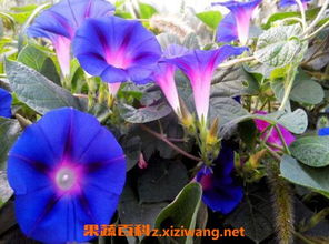 喇叭花的功效与作用 牵牛花根能治什么功效