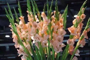 唐菖蒲一年开几次花 唐菖蒲每年要起球吗