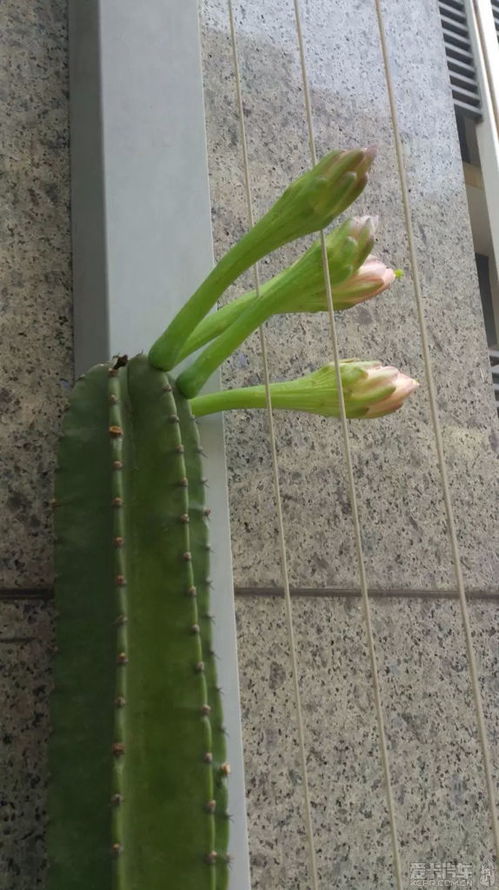 哪种仙人掌有毒 怎么辨别不能吃的仙人掌