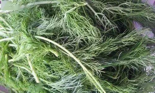 哪些绿叶菜不是寒性的 什么绿叶菜是温性的