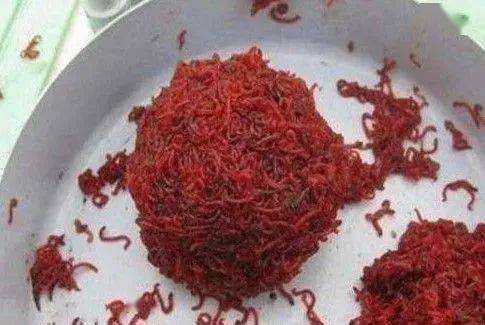 喂完红虫一缸鱼都死了 给鱼一直喂红虫的危害