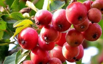 四个可食用的海棠果品种 海棠果的正确吃法