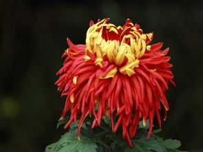 四个字赞美菊花 菊花的金句