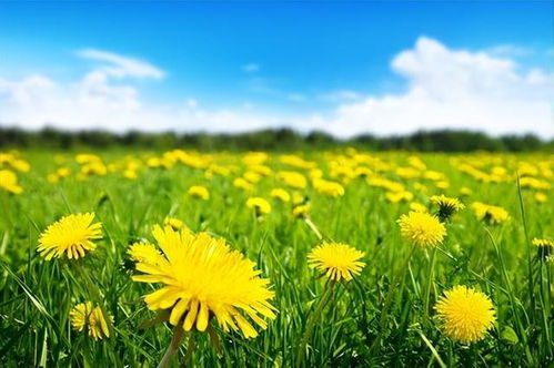 喝了半年蒲公英煮水乳腺结节 每天跑步乳腺结节没了