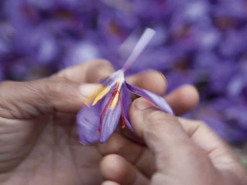 喝了红花后体内淤血排出 喝藏红花后一周皮肤变好了