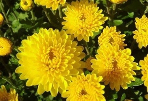 四个字形容菊花 赞美菊花成语