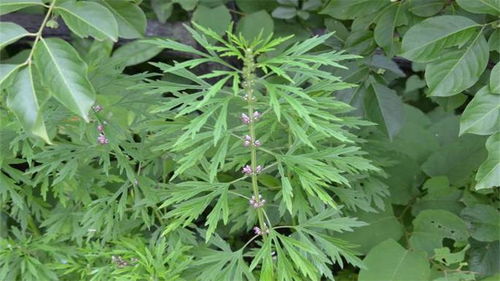 喝益母草不能超过几天 怀孕喝益母草几天流产