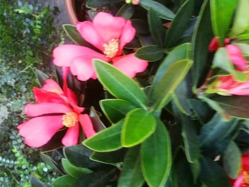 四季茶花中哪个品种最好 公认最好看的茶花品种