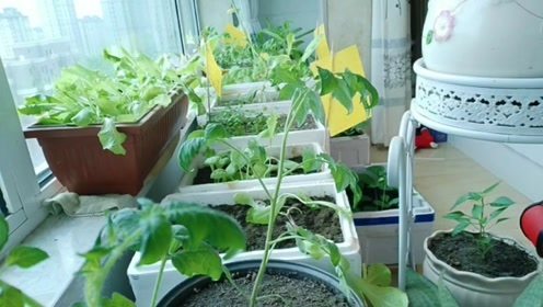 四季种菜顺口溜 一年四季种菜口诀