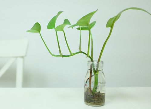 四季不死的水培植物 适合懒人养的水培植物