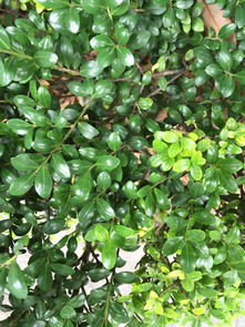 园林绿化常用灌木 小区绿化常用植物