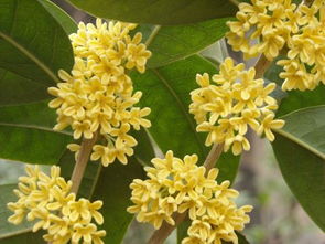 四季桂花哪一种最好 最名贵的桂花是哪一种