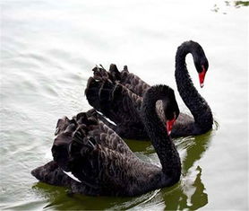 国家允许私人养天鹅吗 养一只黑天鹅犯法吗