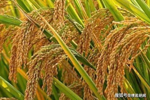 四大粮食作物 我国四大主要粮食