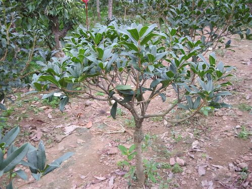 四季桂花能长成大树吗 桂花是凶树还是吉树