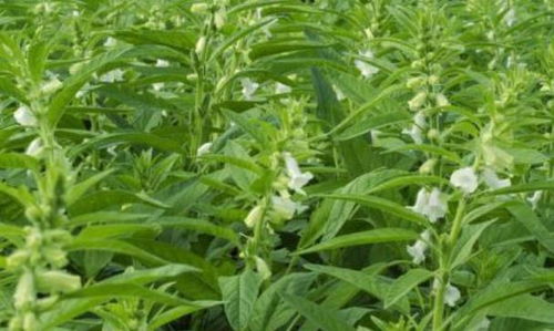 四种人不能吃芝麻叶 芝麻叶有多可怕