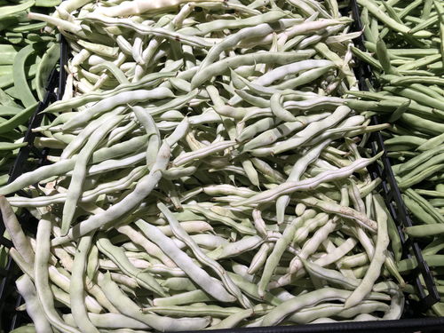 四季豆有几种叫法 四季豆是龙豆角吗