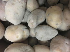 土豆怎么样才算发芽 土豆小尖尖算不算发芽