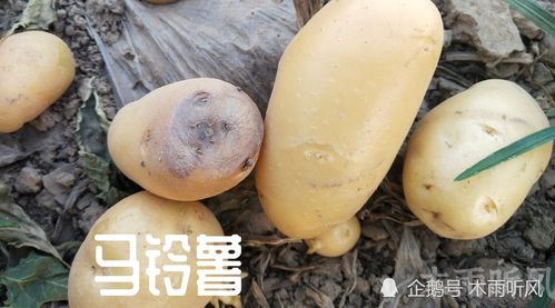 土豆浇水的正确方法 土豆皮泡水几天可以浇花