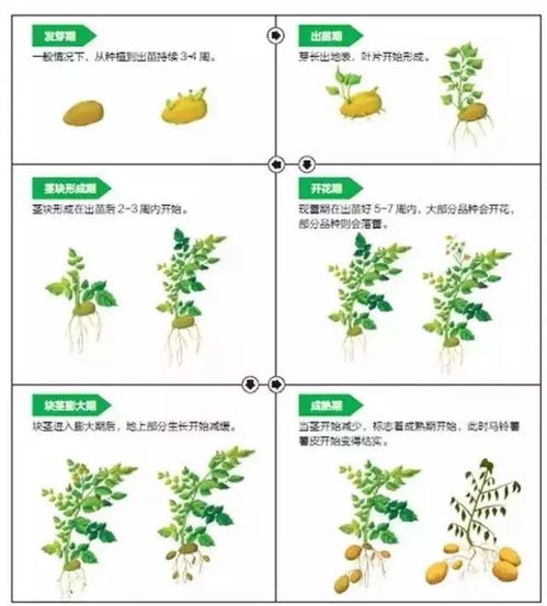 土豆的生长过程的6个阶段 土豆生长观察记录