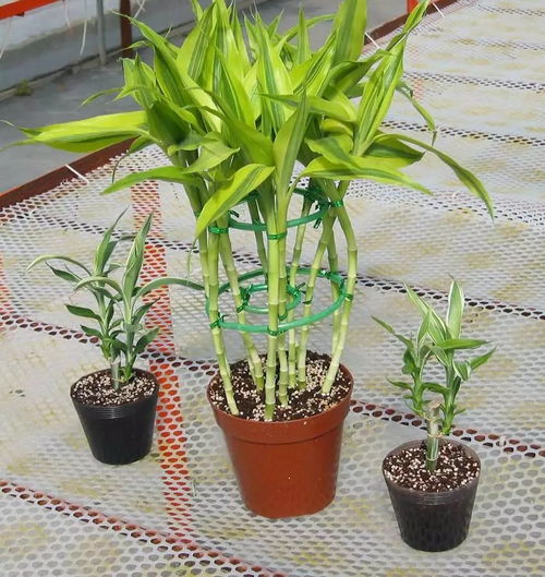 土培富贵竹几天浇一次水 土培富贵竹最简单的养法