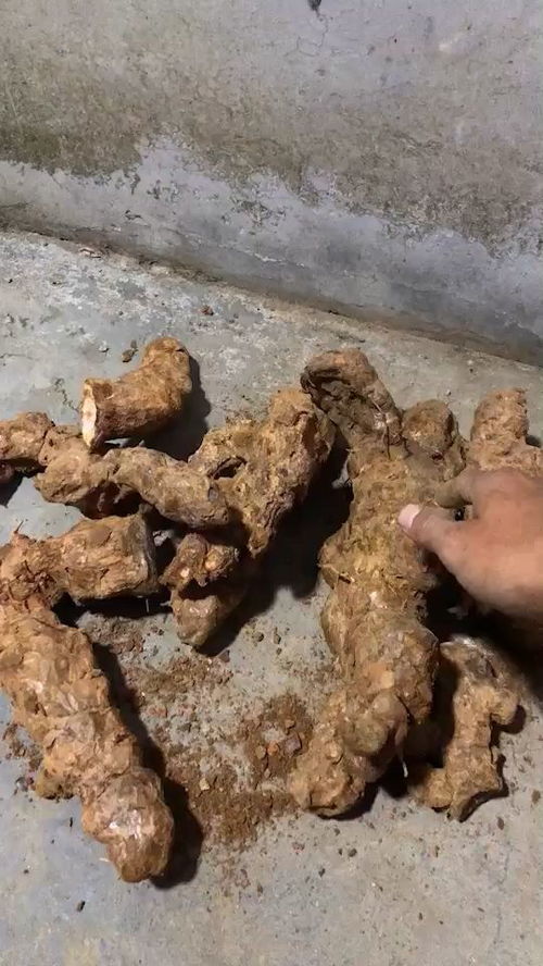 土茯苓的最佳配伍 土茯苓相克的食物