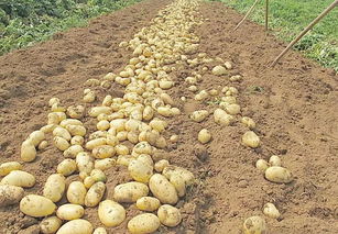 土豆好听别称 土豆一共有82个别名