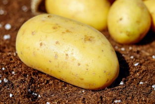 土豆是切开还是整个种好 种土豆施什么肥最好