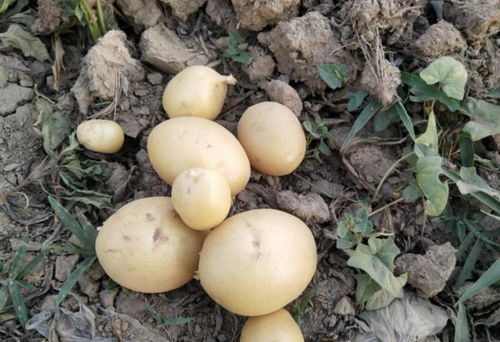 土豆什么时候种最合适 秋土豆种植最佳时间