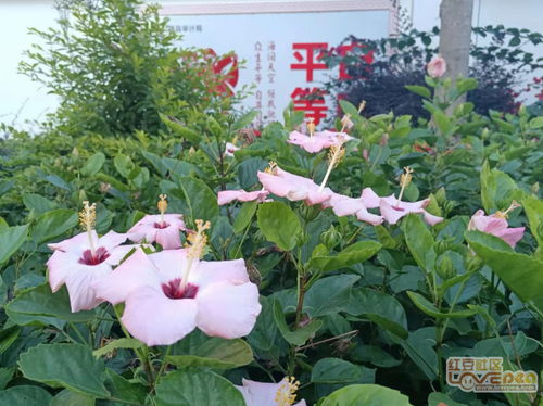 在冬天开放的花 100种冬天的花