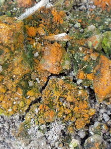 土壤发红怎么快速解决 土壤变红色的原因及修复