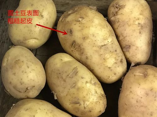 土豆和马铃薯一样吗 怎么区分马铃薯和土豆