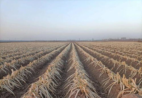 地瓜是蔬菜吗 红薯算不算蔬菜